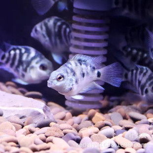 �Ꭷ�~�^�p�~���l �W�^�~ �����W�^�~���{�W�^���׽��W�^