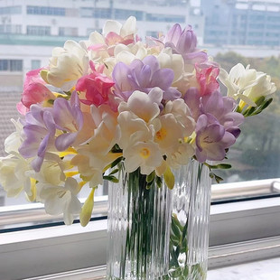 Freesia Fragrant Snow Orchid Bulb Soil Culture Set Perennial Autumn and Winter Cold-Resistant Four-Season Cut Flowers Balcony Garden Florals