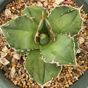 Round-Leaf Crocodile Turtle Green Plant Potted Landscape Succulent Plant Greenhouse Wholesale Agave Cactus Euphorbia
