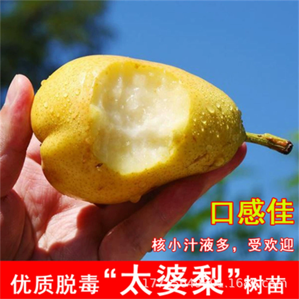 Прививка Ранняя хрустящая рассада Красной груши Поздняя осень Рассада груши Саженцы Золотой груши Базовые проданные сорта Большой Конг