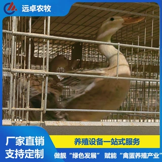 四列五层叠蛋鸭笼 湖北襄阳自动捡蛋行车喂料H型框架蛋鸭养殖设备
