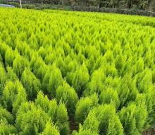 һ�����l����ؘ���ǧ�^���ӌO������ֲ�������������؂Ȱؙu����