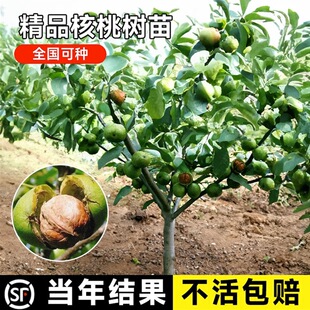 ���Ҙ���������ϱ����Nֲɽ������8518���Ա�����Ƥ����Y��ͥԺ