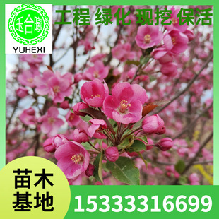 Northeastern Flower-Viewing Begonia Royal Begonia, Radiant Begonia, Clustered Begonia, Begonia Seedlings, Liaoning Begonia