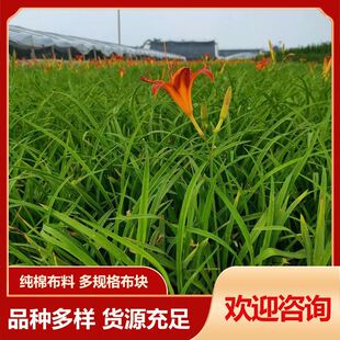 �^�p����ݼt���G�������� ͥԺ��·�G���ͺ�ֲ����������