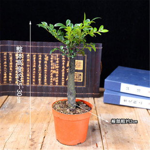 С�~��̴�辰������̴�䘶�҃��̨���ܾGֲ�����ͺ��ļ�����ֲ��