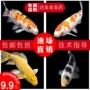 金鱼纯种冷水淡水观赏鱼
