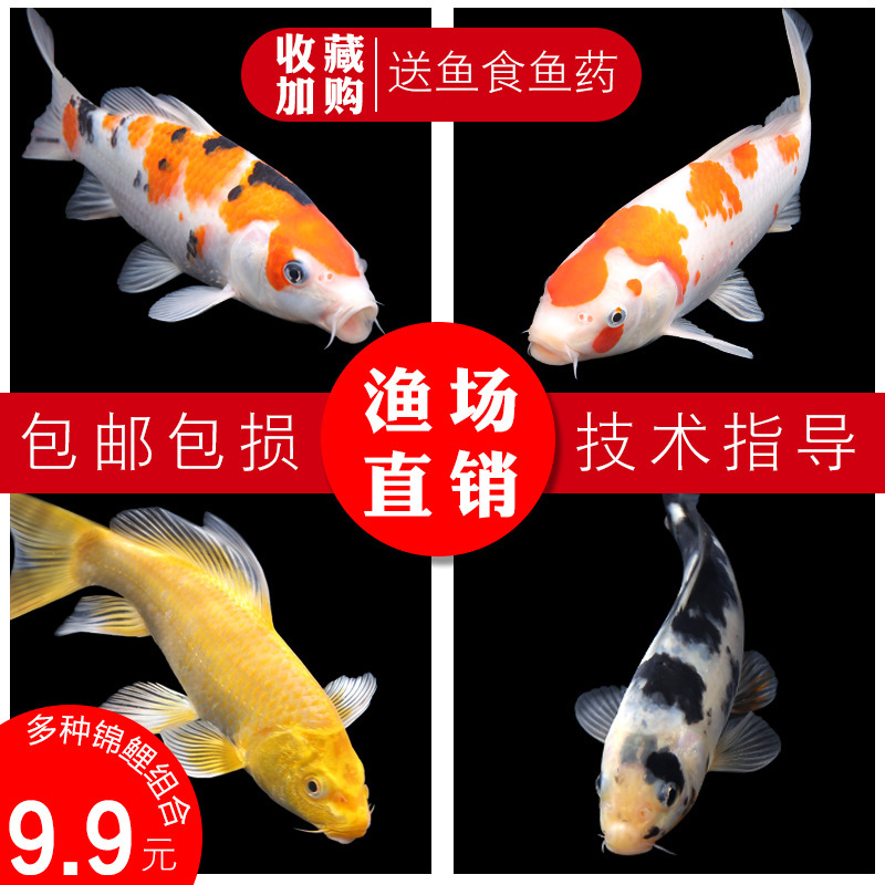 Cold water fresh water ornamental fish koi fish live fish goldfish small fresh water good breeding red carp purebred small koi fish fry