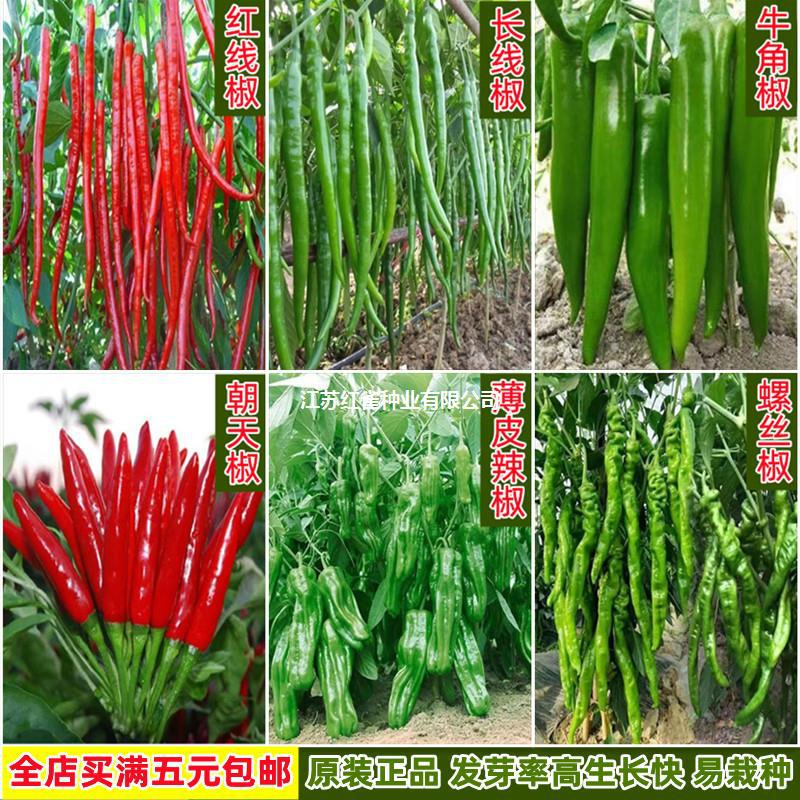 辣椒种子大全螺丝薄皮椒青长红线朝天椒阳台庭院盆栽四季蔬菜种籽