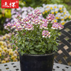 Long face flower seeds flowers and plants Four seasons Potted plant balcony courtyard seed happy world series