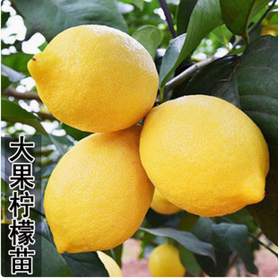 Edible Lemon Seedlings, Four-Season Lemon Trees, Authentic Perfume Lemon Saplings, Potted Ground-Planted Fruit Saplings That Bear Fruit in the Same Year