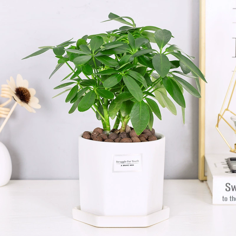 Растение Фикус Бенедикт в горшке на все времена года, офисные цветы, рабочий стол, небольшое зеленое растение в гостиной, простое в уходе, красочный лотос.