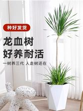 ��Ѫ�����ֲ����^��Ѫ�������������F��W������ȩ�͏d���B