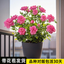 心上人月季花带花苞盆栽花卉植物阳台庭院四季开花玫瑰花大小花苗