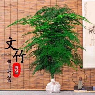Asparagus Potted Plants, Green Plants and Florals in the Office, Living Room, Purifying the Air, Evergreen Large Asparagus Bonsai in All Seasons