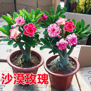 �ذ�ɳĮõ�廨�������ļ����ܾGֲ���Ϙ��҃��̨С�辰�̨�辰