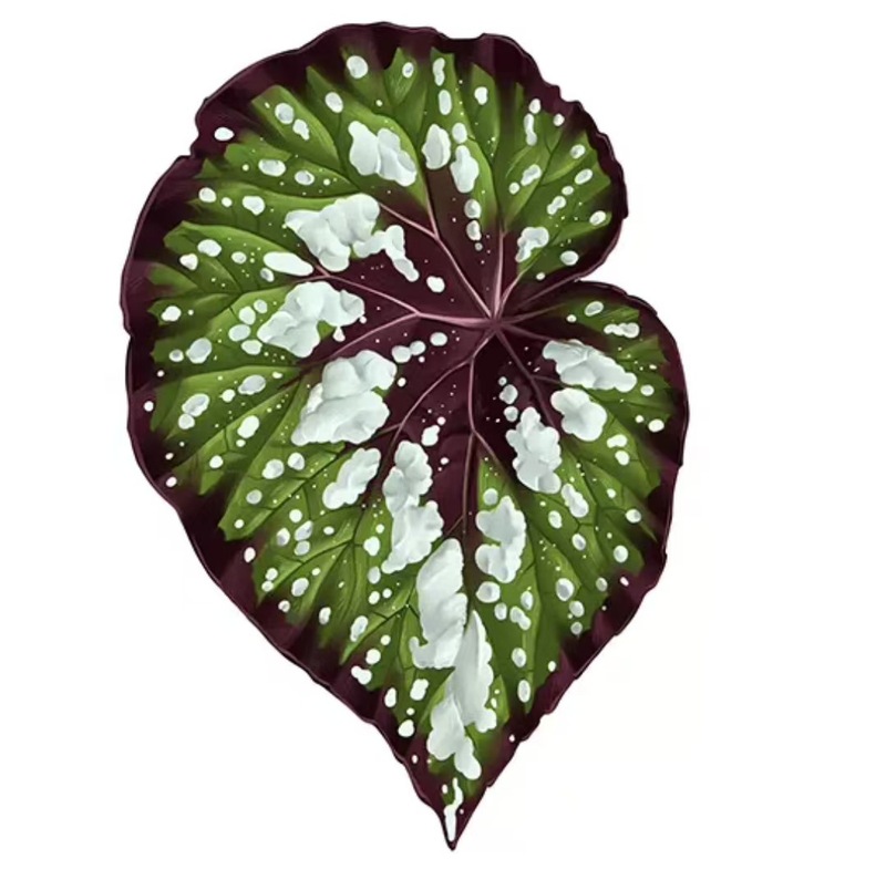植物の魔法】熱帯の珍しい植物のアイデアの緑の植物の冷蔵庫は緑の植物の装飾の植物のシリーズの冷蔵庫を貼って貼ります。|undefined