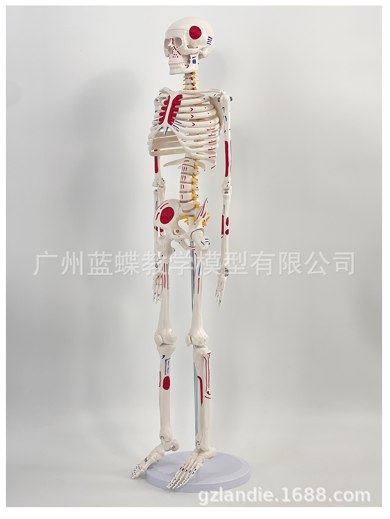详情1 (5)
