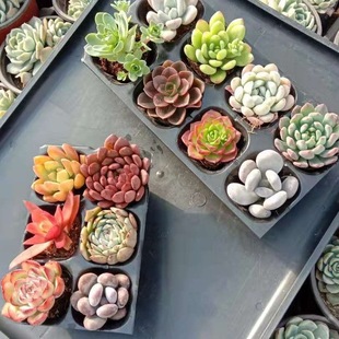 ����ֲ��M�����ԾGֲ���ܳȉ�¶���B��ݗ���k�����������l