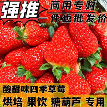 云南商用草莓新鲜现摘10斤四季酸甜夏双流糖葫芦蛋糕烘焙发批