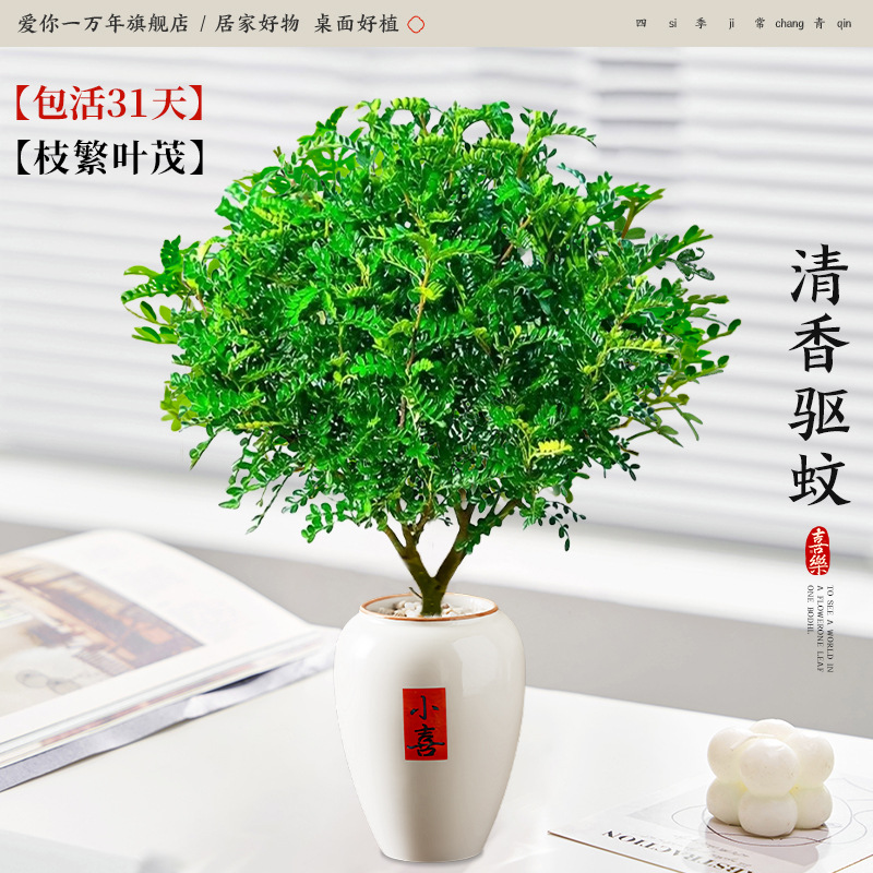 [자체유지자금] 고급 향고추나무 + 가오샤오시 분지(포장석 + 영양액 포함)