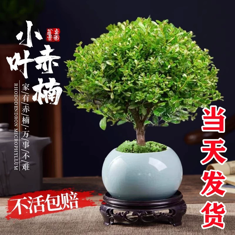 Little Leaf Chi Nan старый пень саженец розового сандалового дерева микро-ландшафтный гидропонный офис