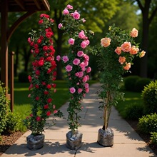 ��1��6���硿�Nޱ�����ش�����ֲ���ļ��_��������õ���ٱ��¼�