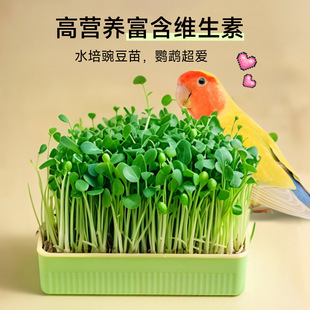 ��Ȼʳ�ò�С�B����W�^�㶹�绢Ƥ�W�^�␞���P��ҧ�߲����l����