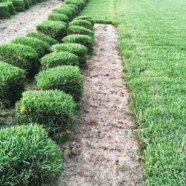 乔木;种子;园林果树