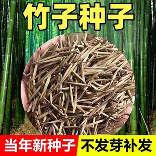 Bulk Large-Scale Bamboo Seeds, Purple Bamboo Seeds, Newly Harvested Bamboo Seeds, Green Bamboo Gold Inlaid Jade Bamboo Seedlings