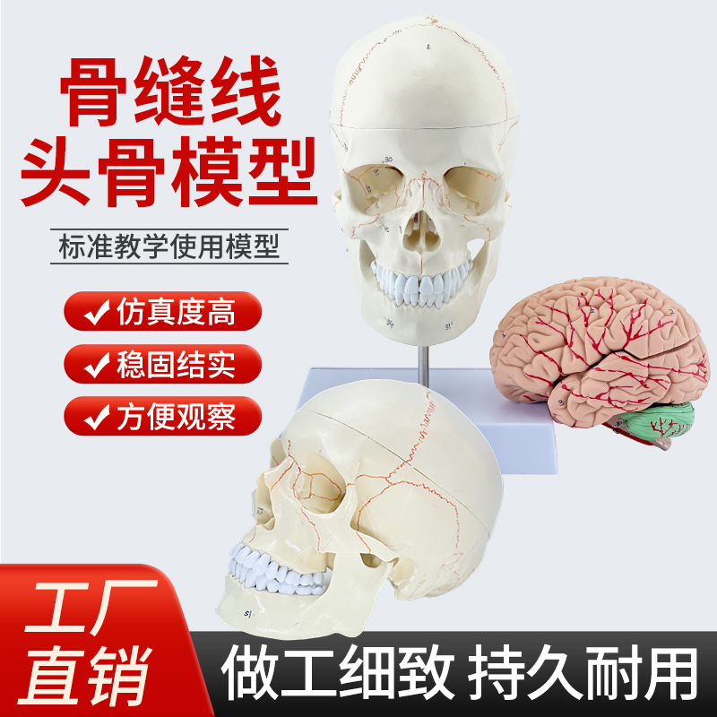 ��ѧ����1:1��Ȼ��ͷ­�Ǳ걾���ֱ�ʶ���ʷ������ñ�׼ͷ��ģ��