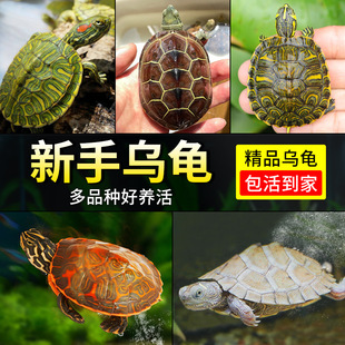 Turtle Live Animal Chinese Grass Turtle Deep Water Flame Turtle Map Small Turtle Yellow-Eared Turtle Brazilian Turtle Domestic Pet Turtle