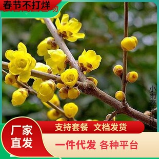 һ�����l�����������D÷��ͥԺ�ͺ�ֲ���D÷�������Ե��Լt÷����
