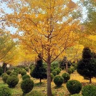 Wholesale Ginkgo Trees, Green Ginkgo Seedlings, Northeast Cold-Resistant Ginkgo Trees, Complete Specifications