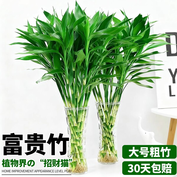 Rich bamboo hydroponic plant indoor living room rich bamboo with…