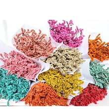 勿忘我干花客厅阳台送礼节日压花浪漫风干花束押花手工制作永生花