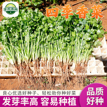四季香菜四季可种果蔬菜种孑籽种香气浓郁发芽率高小菜园种植