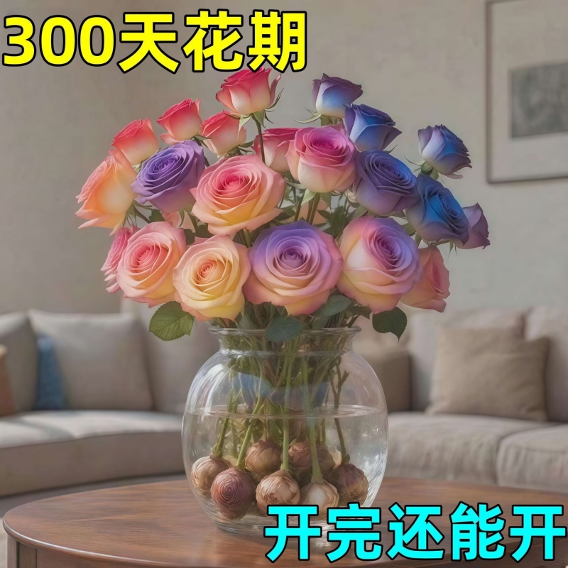 【当月开花】浓香型玫瑰花驱蚊虫重瓣水培耐热花卉办室内植物批发