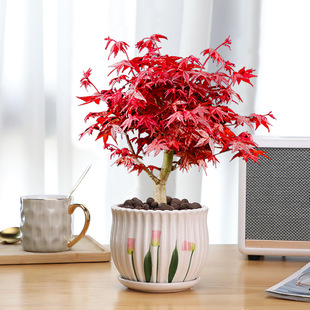 �ձ��t���մ����ԾGֲ�ļ��t�����^�t�輧�҃���ͥԺ������B�׻�