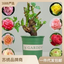 批发树桩玫瑰老根切花月季苗玫瑰种苗卡罗拉多种盆栽地栽月季花苗