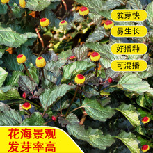 AշNӾ^G׻ļͥԺ̨ͥ@ˇݻN