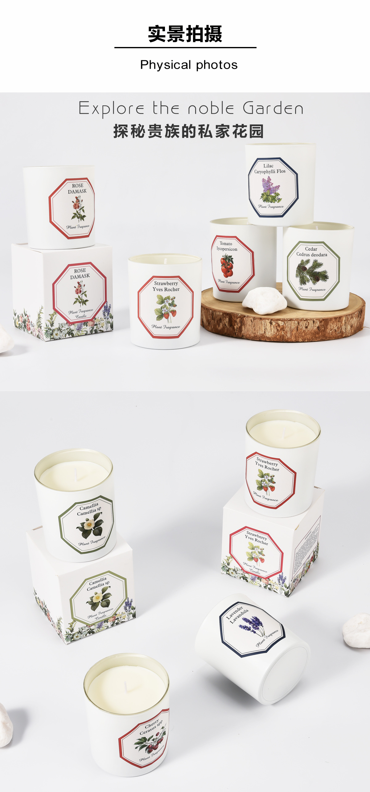 植物学家蜡烛_15