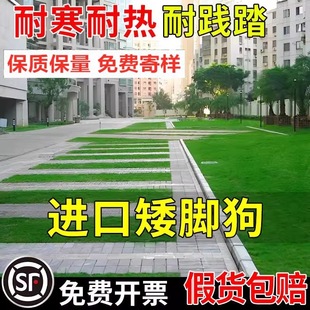 ͣ܇������ ���_�����òݲ�ƺ�N�����޼� �Ͱ���̤�ݷN �ļ�����