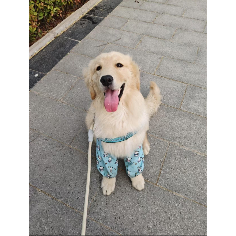 Roupa de proteção para cães médios e grandes, Labrador, Golden Retriever e Samoiedo, com mangas curtas até o cotovelo, para primavera e verão.