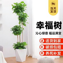 �����Ҹ���͏d���Դ��;Gֲ����҃��k�����ļ�����״��Ϙ��辰