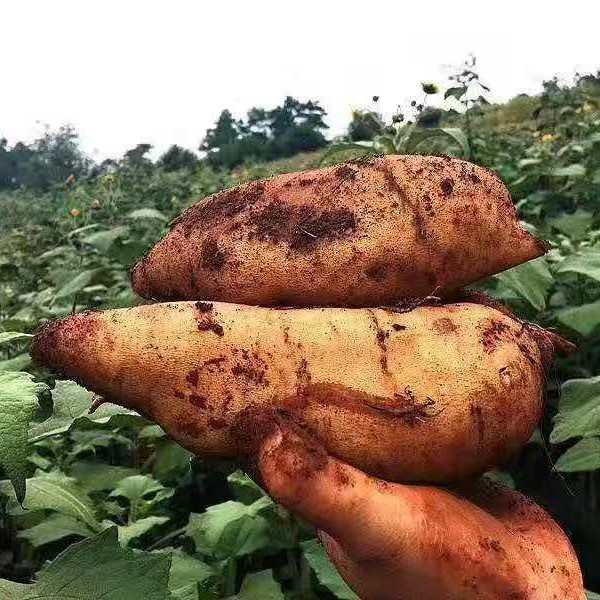 云南天山雪莲果 代发3/9斤红心超甜新鲜一整箱包邮脆甜当季水果