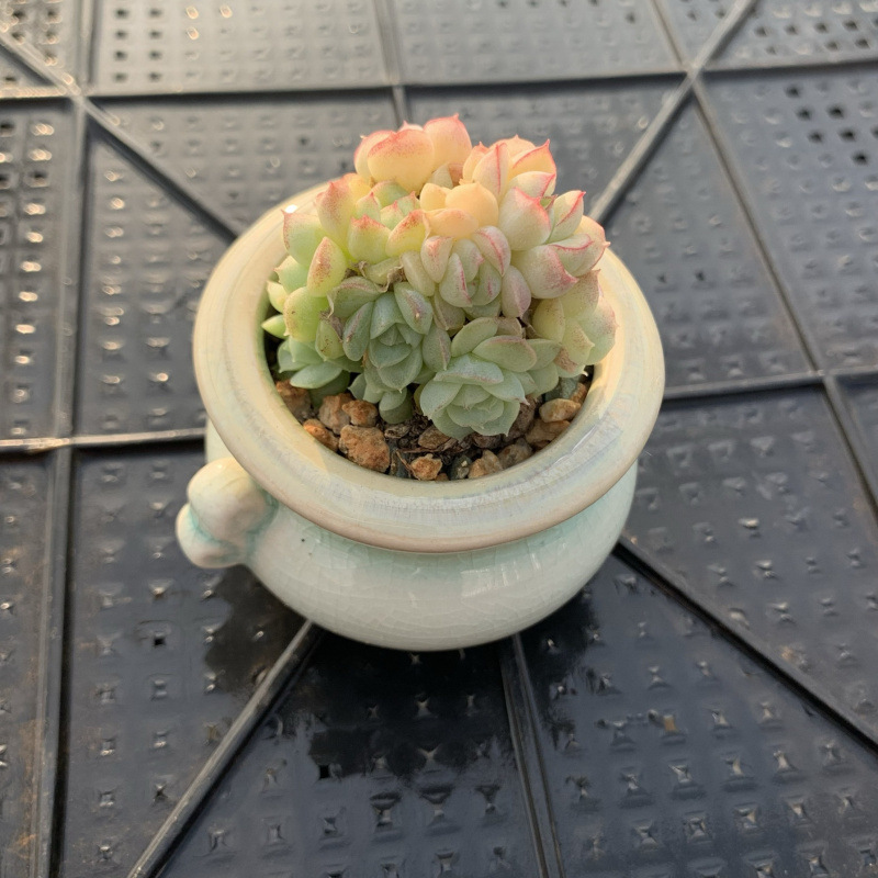小さな多肉植物、超かわいい、貴重で希少な親指鉢、ミニ鉢植え、鉢付き多肉植物鉢植え、小さな古い支柱|undefined