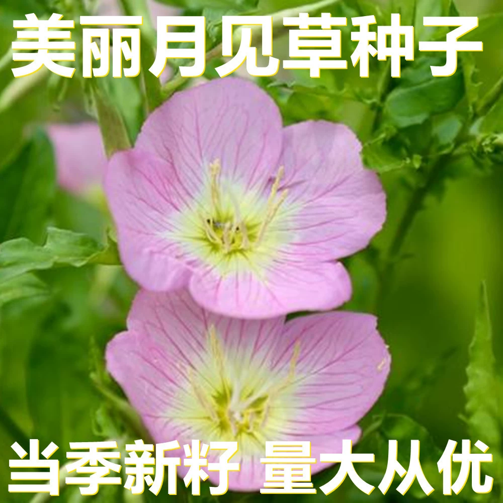 Красивые семена вечерней примулы 250-500 г оптом, прямые поставки с места происхождения, сезонные новые семена, семена цветов для двора.