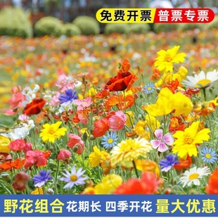 Wildflower Combination Flower Seeds Cosmos Flower Seeds All Year Round Sowing Blooming Gesang Flower Seeds Sunflower Seeds