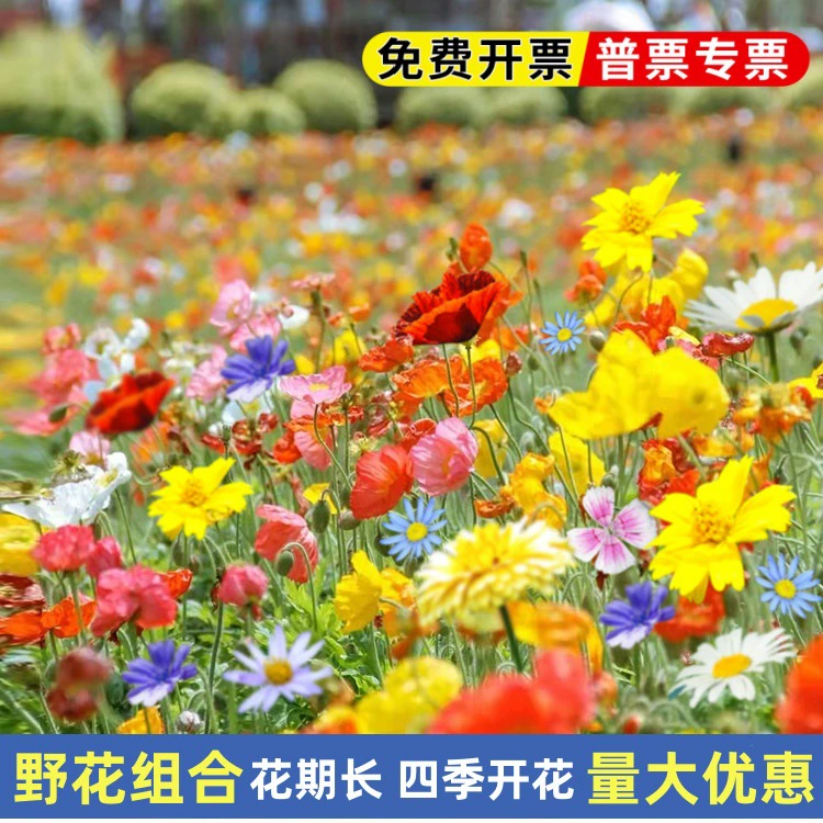 Полевые цветы комбинированные семена цветов персидская хризантема семя семя четыре сезона